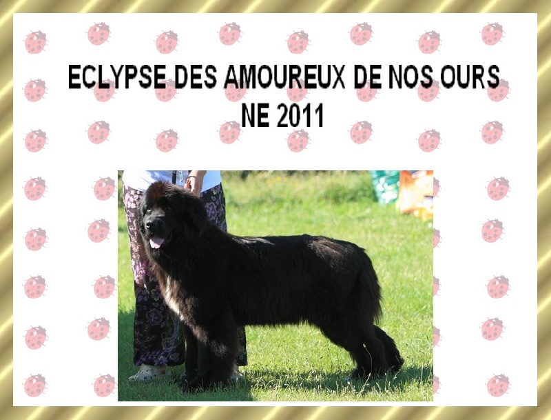 Eclypse des amoureux de nos ours