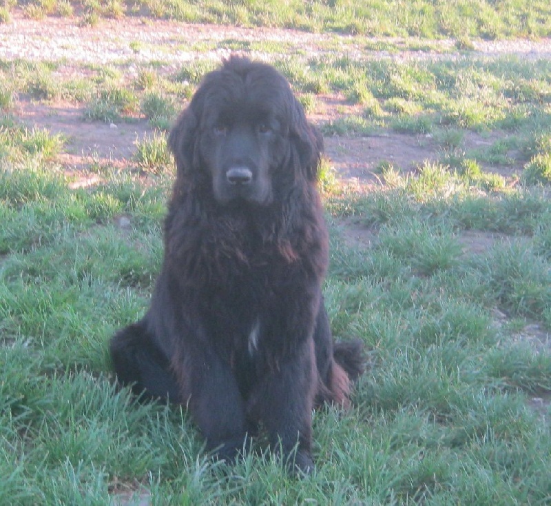 Louise des amoureux de nos ours