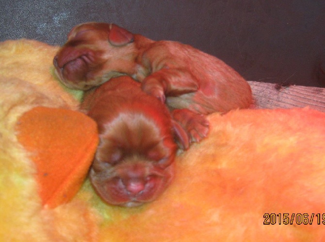 des amoureux de nos ours - Photos des BB dans la rubrique chiots