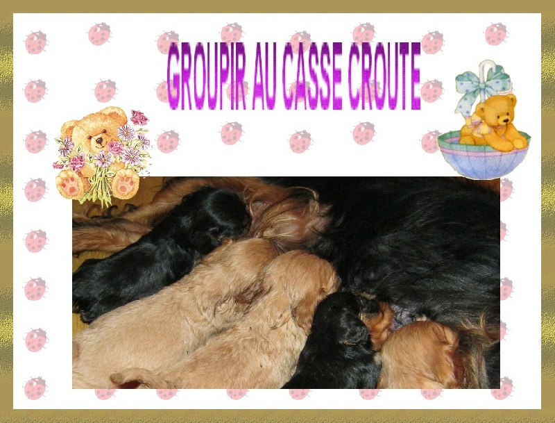 des amoureux de nos ours - Cavalier King Charles Spaniel - Portée née le 04/07/2011