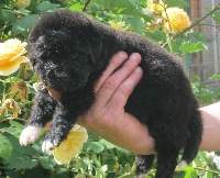 Jerry des amoureux de nos ours