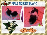 CHIOT noir et blanc