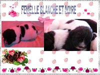 CHIOT blanche et noir