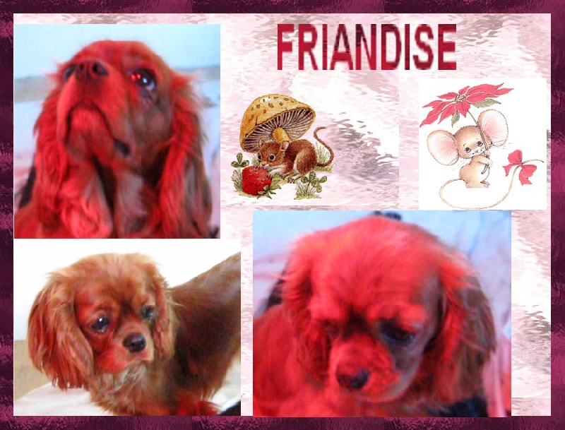 Friandise des amoureux de nos ours
