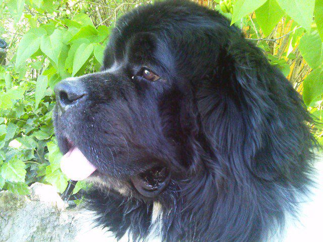Domino des amoureux de nos ours