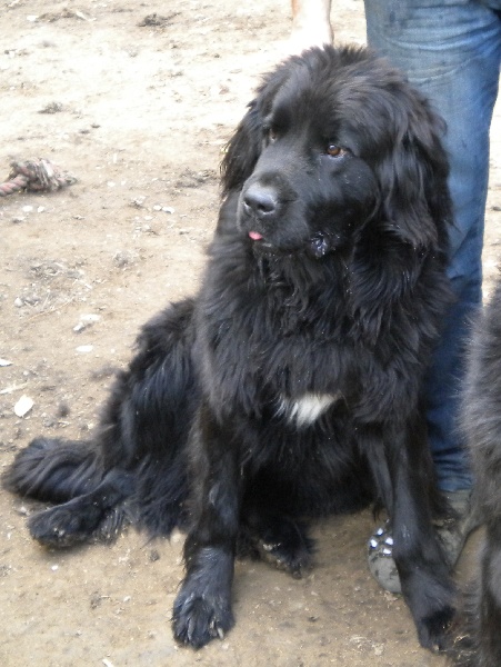 Enigme des amoureux de nos ours