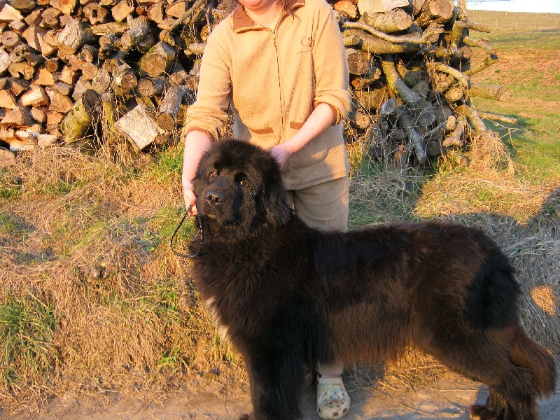 Eclypse des Amoureux de nos ours