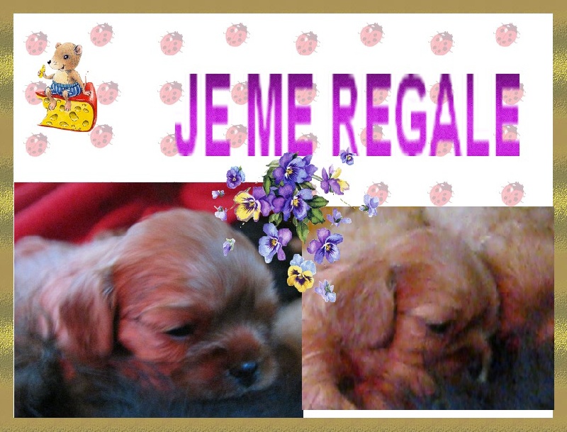 BB DAYANA ET CARAMEL A 3 SEM
