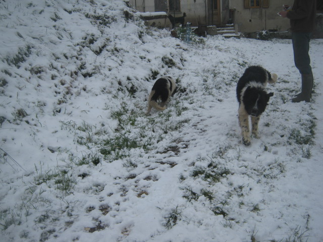Dans la neige