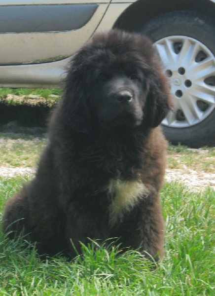 des amoureux de nos ours - Terre-neuve - Portée née le 18/05/2014