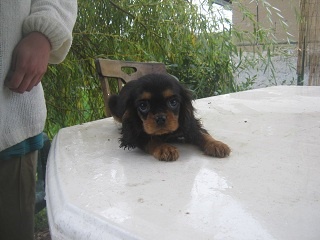 des amoureux de nos ours - Cavalier King Charles Spaniel - Portée née le 02/07/2010