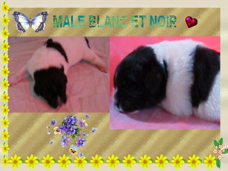 des amoureux de nos ours - Terre-neuve - Portée née le 07/05/2011