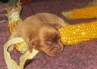 CHIOT