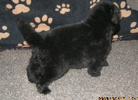 CHIOT