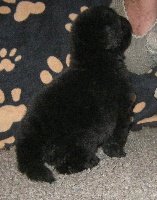 CHIOT
