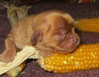 CHIOT