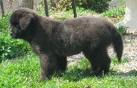 CHIOT