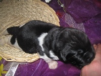 CHIOT bl et nr