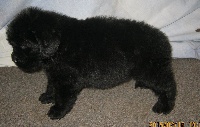CHIOT