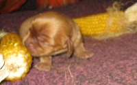 CHIOT