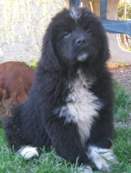 Chiot Terre-neuve des amoureux de nos ours
